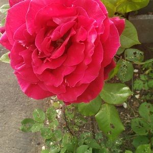 Meet your Posher, Martha